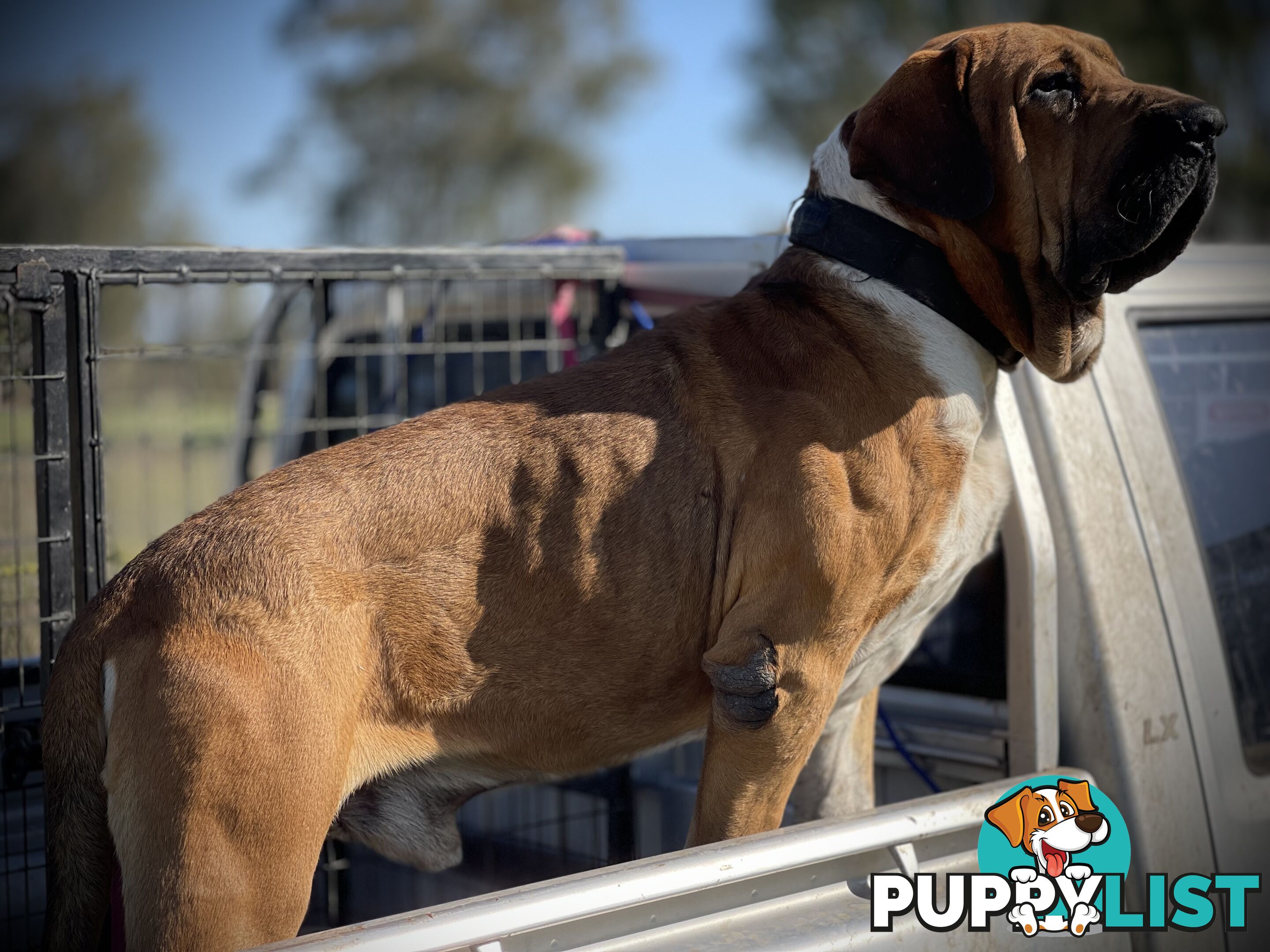 Mastiff pups - Hybrid Guardian Mastiffs