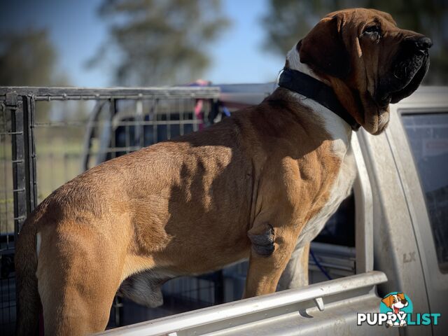 Mastiff pups - Hybrid Guardian Mastiffs