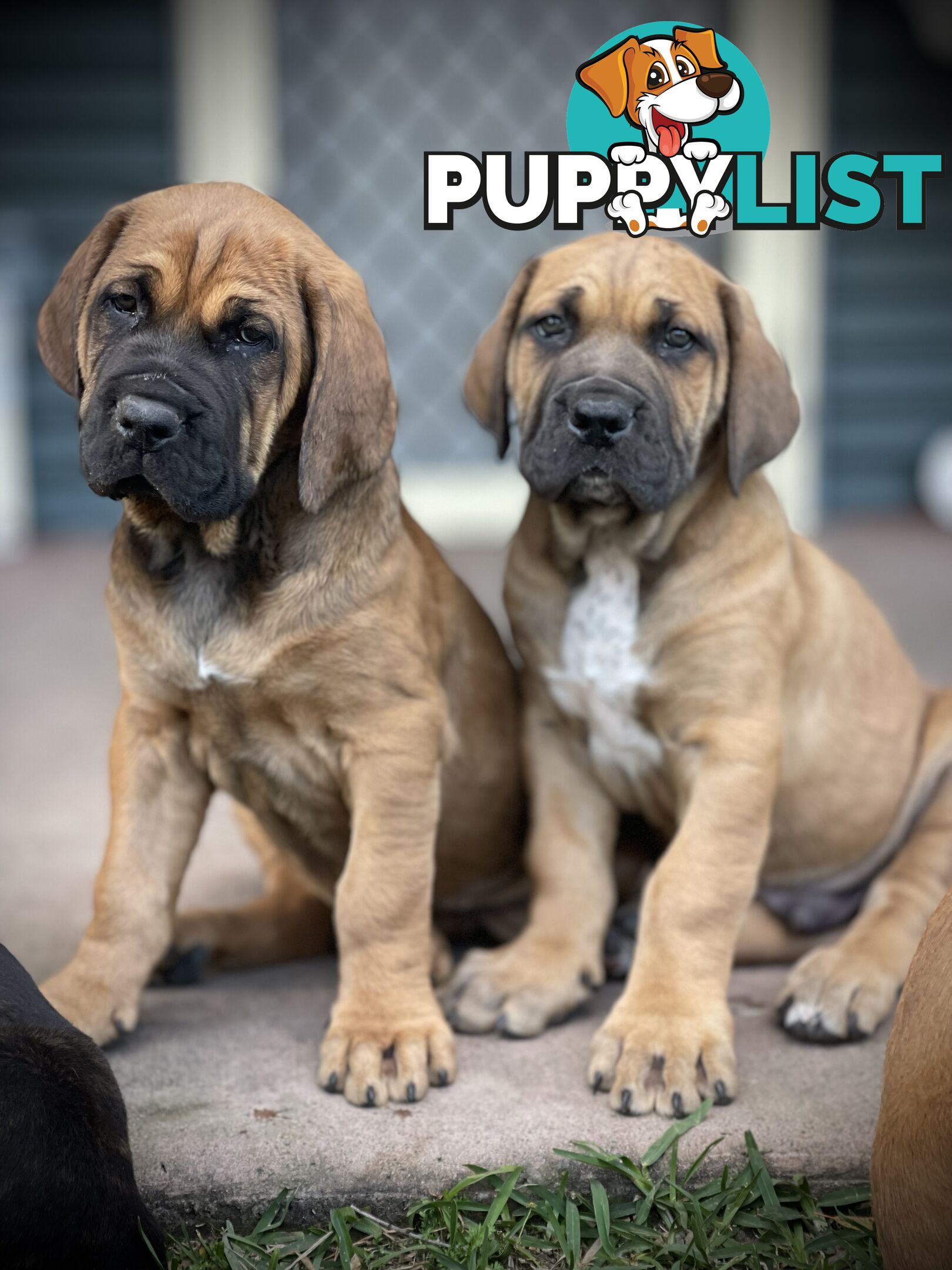 Mastiff pups - Hybrid Guardian Mastiffs