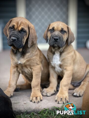 Mastiff pups - Hybrid Guardian Mastiffs