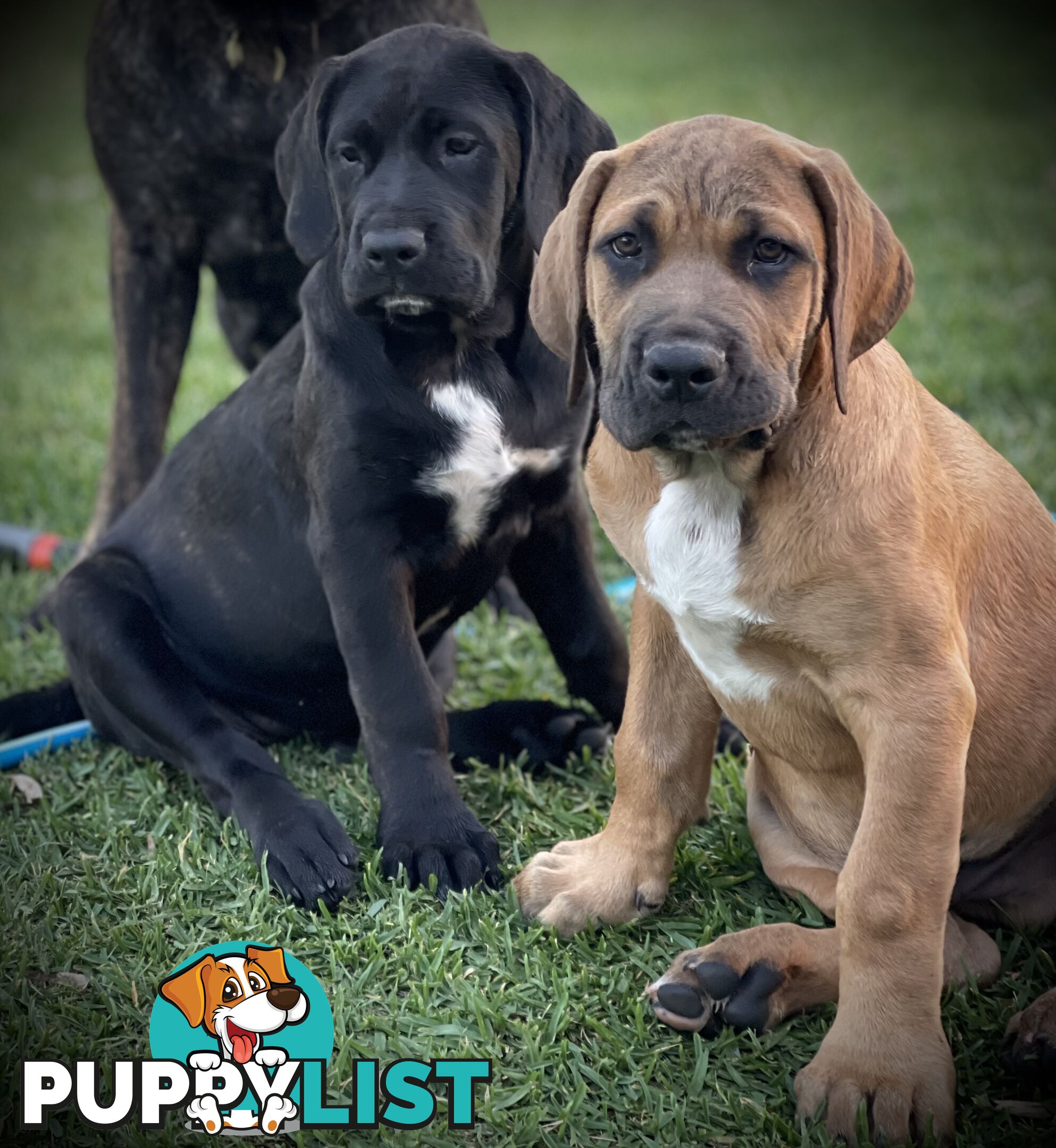 Mastiff pups - Hybrid Guardian Mastiffs