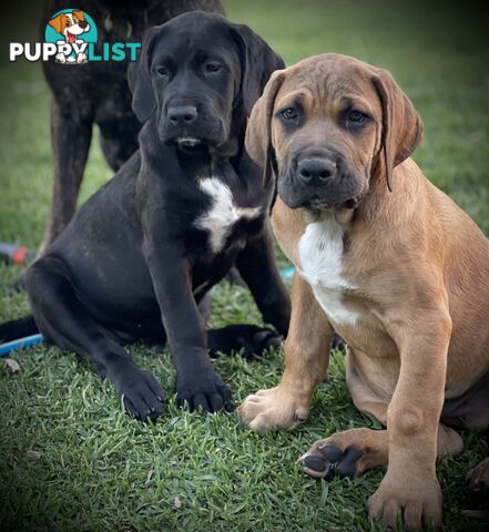 Mastiff pups - Hybrid Guardian Mastiffs