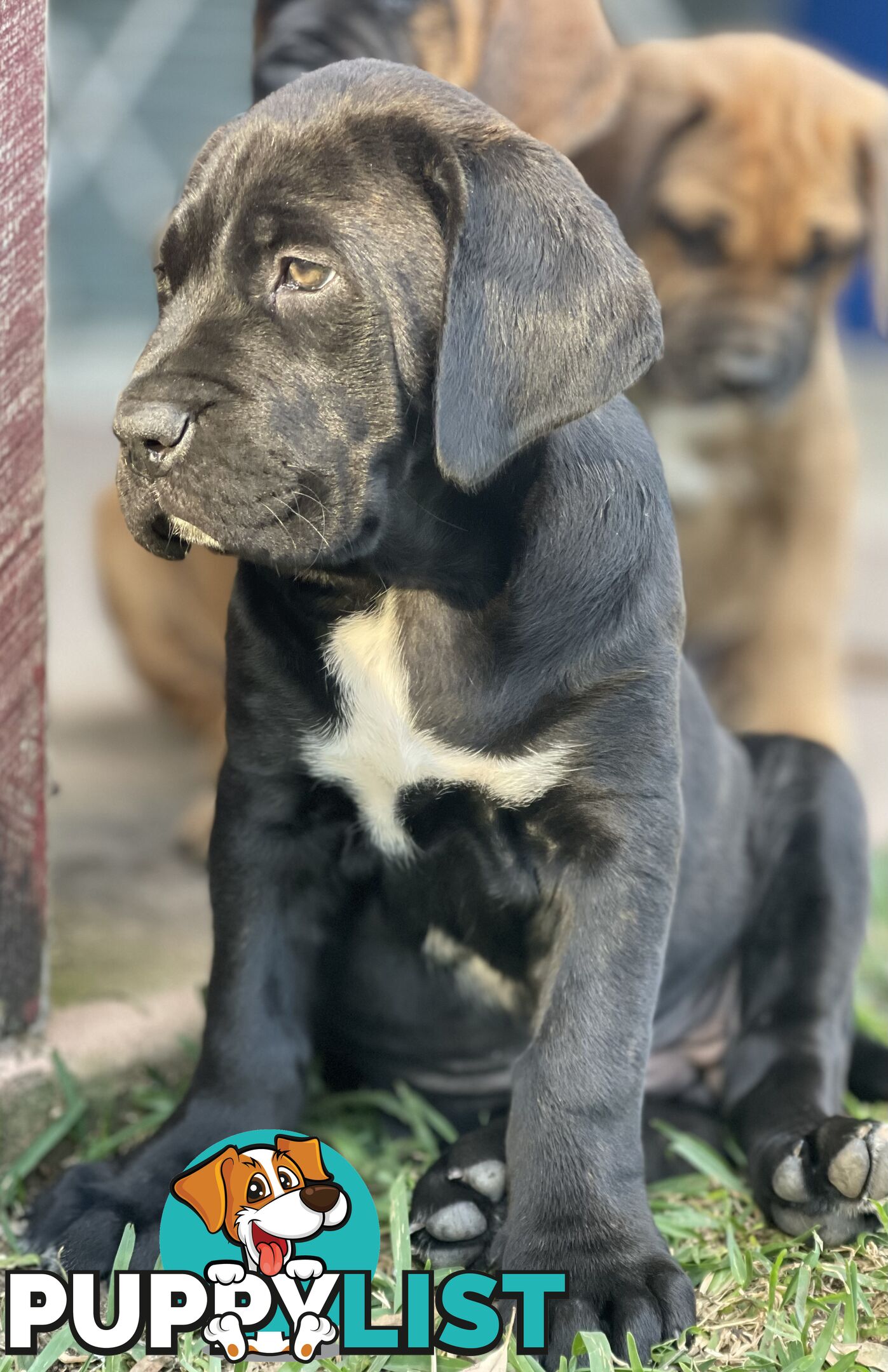 Mastiff pups - Hybrid Guardian Mastiffs