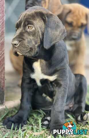 Mastiff pups - Hybrid Guardian Mastiffs