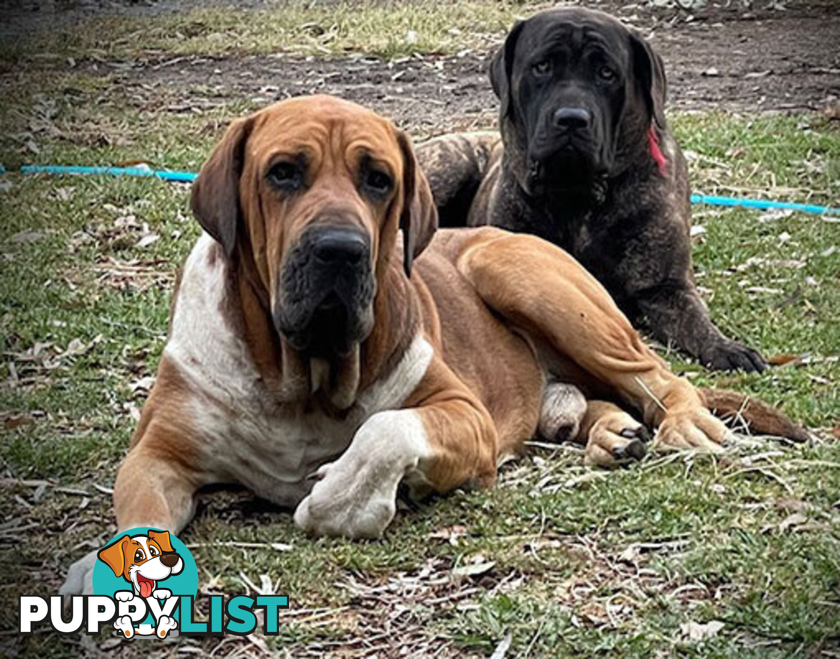 Mastiff pups - Hybrid Guardian Mastiffs