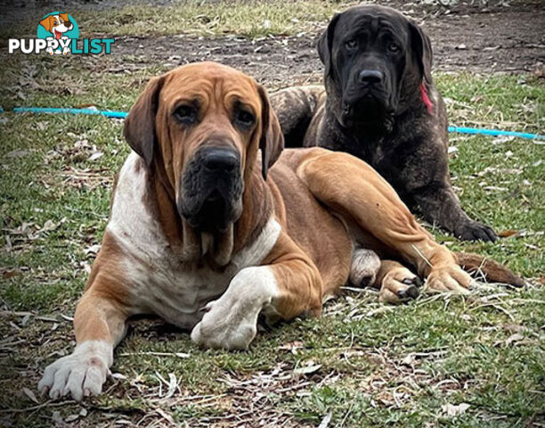 Mastiff pups - Hybrid Guardian Mastiffs