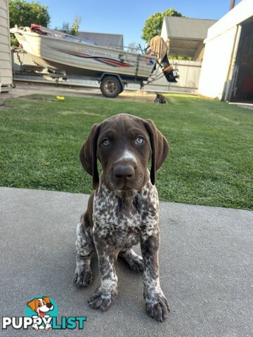 German shorthaired pointer