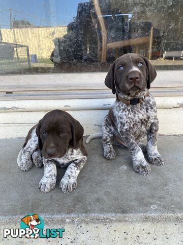 German shorthaired pointer