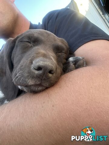 German shorthaired pointer