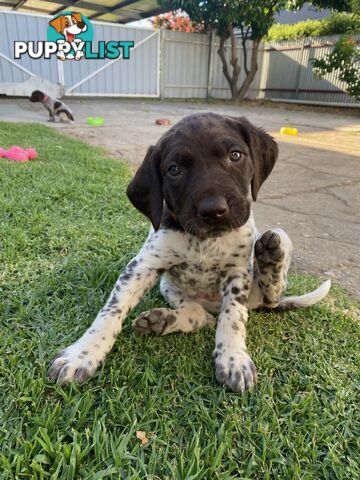 German shorthaired pointer