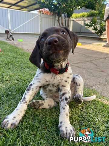 German shorthaired pointer