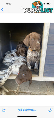 German shorthaired pointer