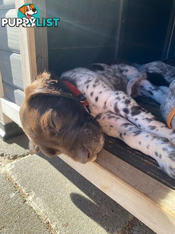 German shorthaired pointer