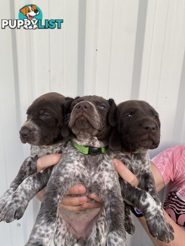 German shorthaired pointer