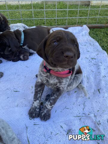 German shorthaired pointer