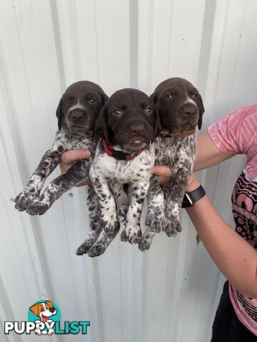 German shorthaired pointer