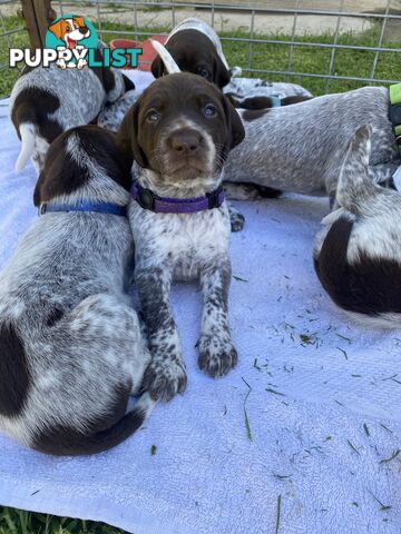 German shorthaired pointer