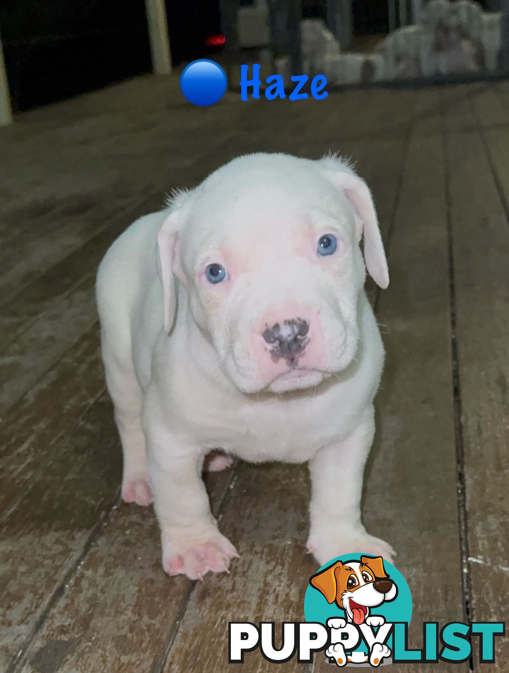 American XL Bully Puppies