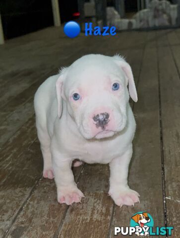 American XL Bully Puppies