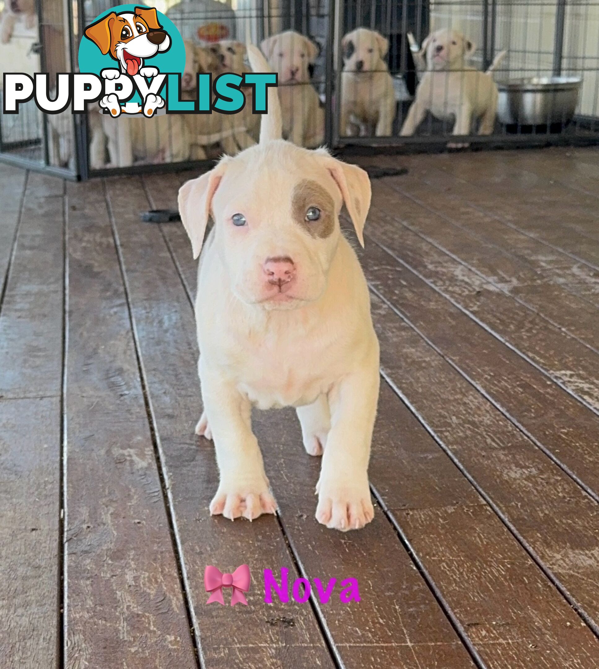 American XL Bully Puppies