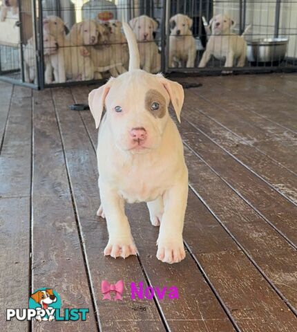 American XL Bully Puppies