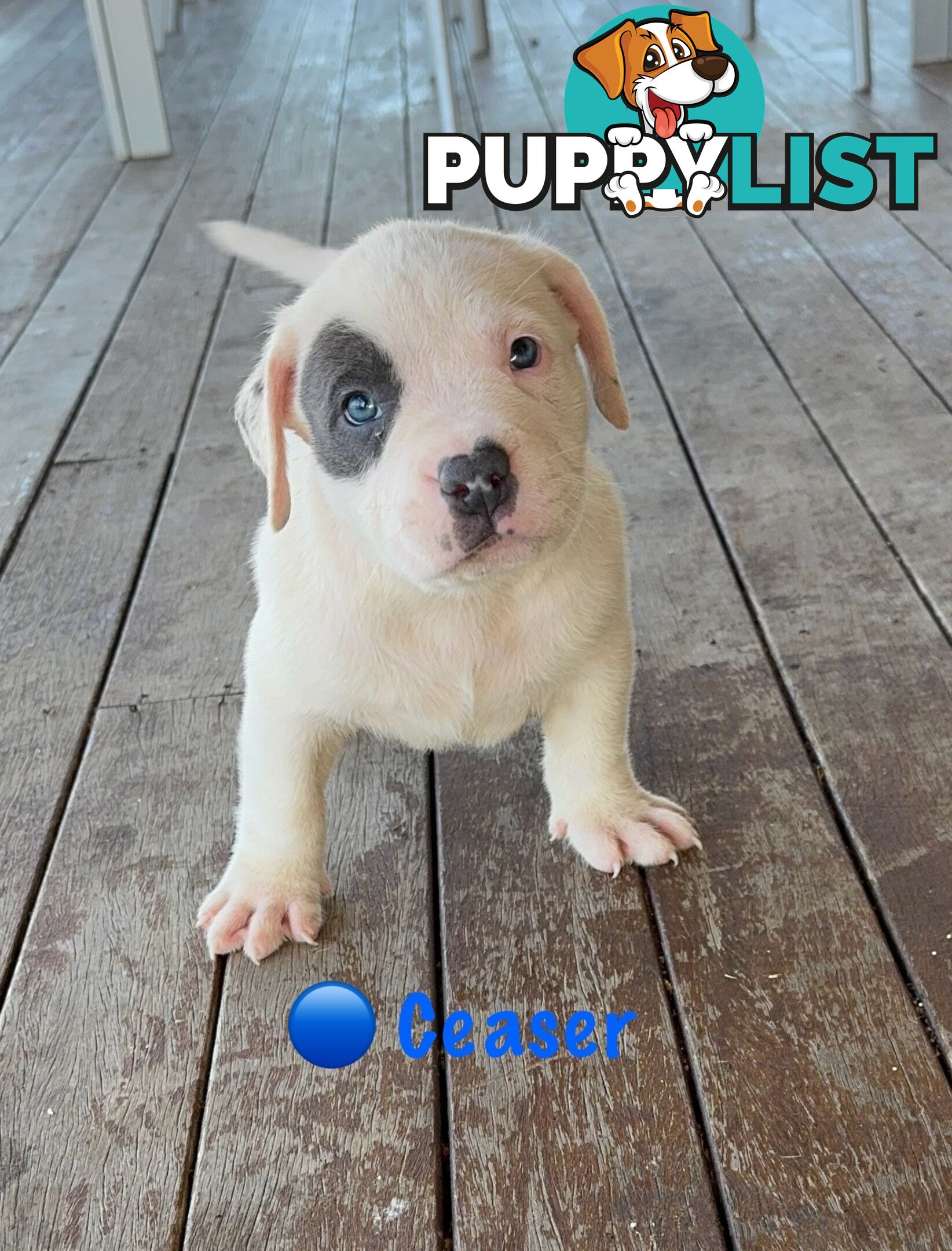 American XL Bully Puppies