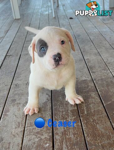 American XL Bully Puppies