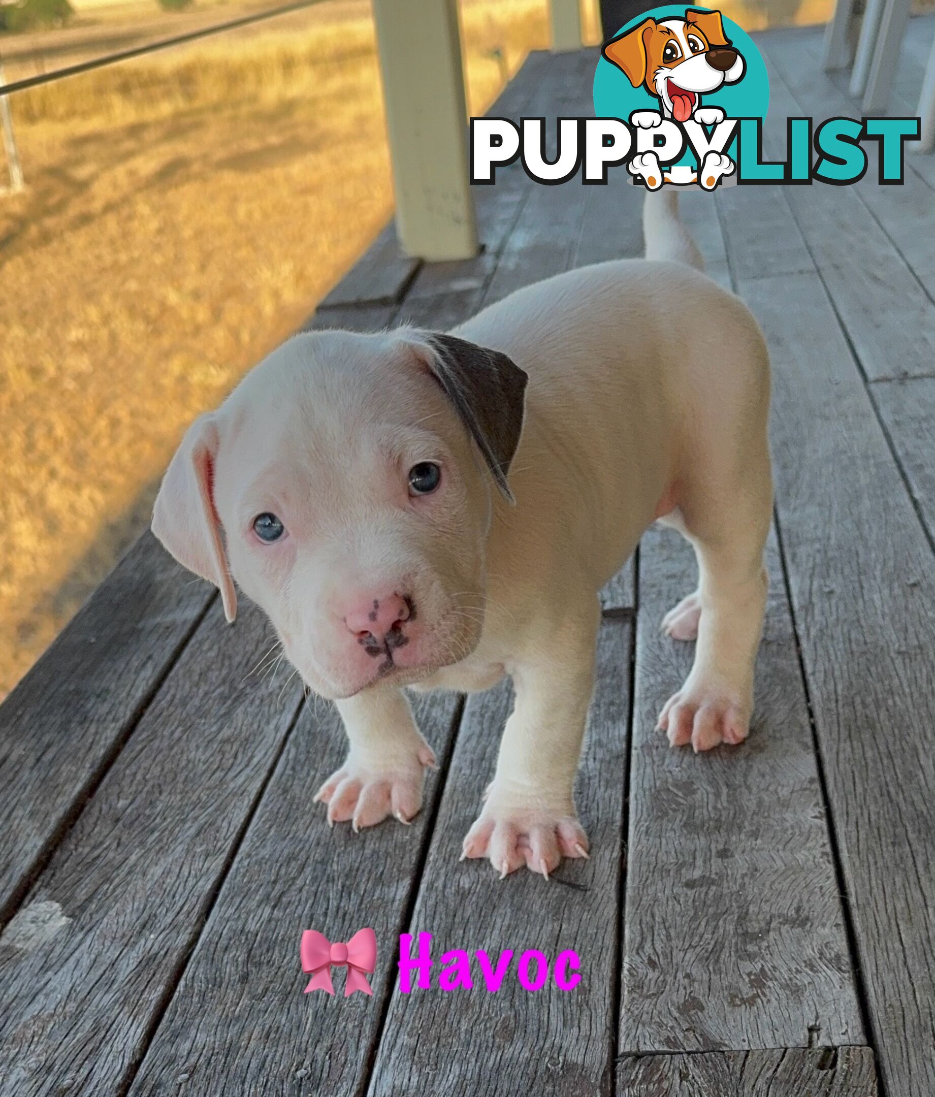 American XL Bully Puppies