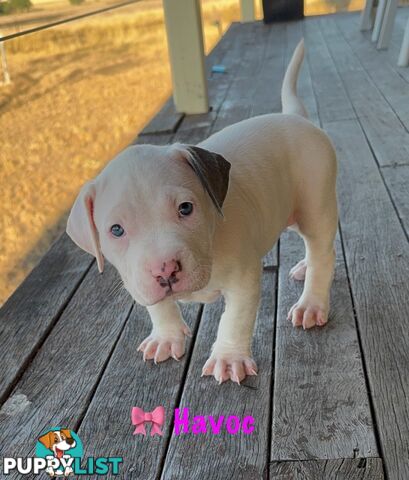 American XL Bully Puppies