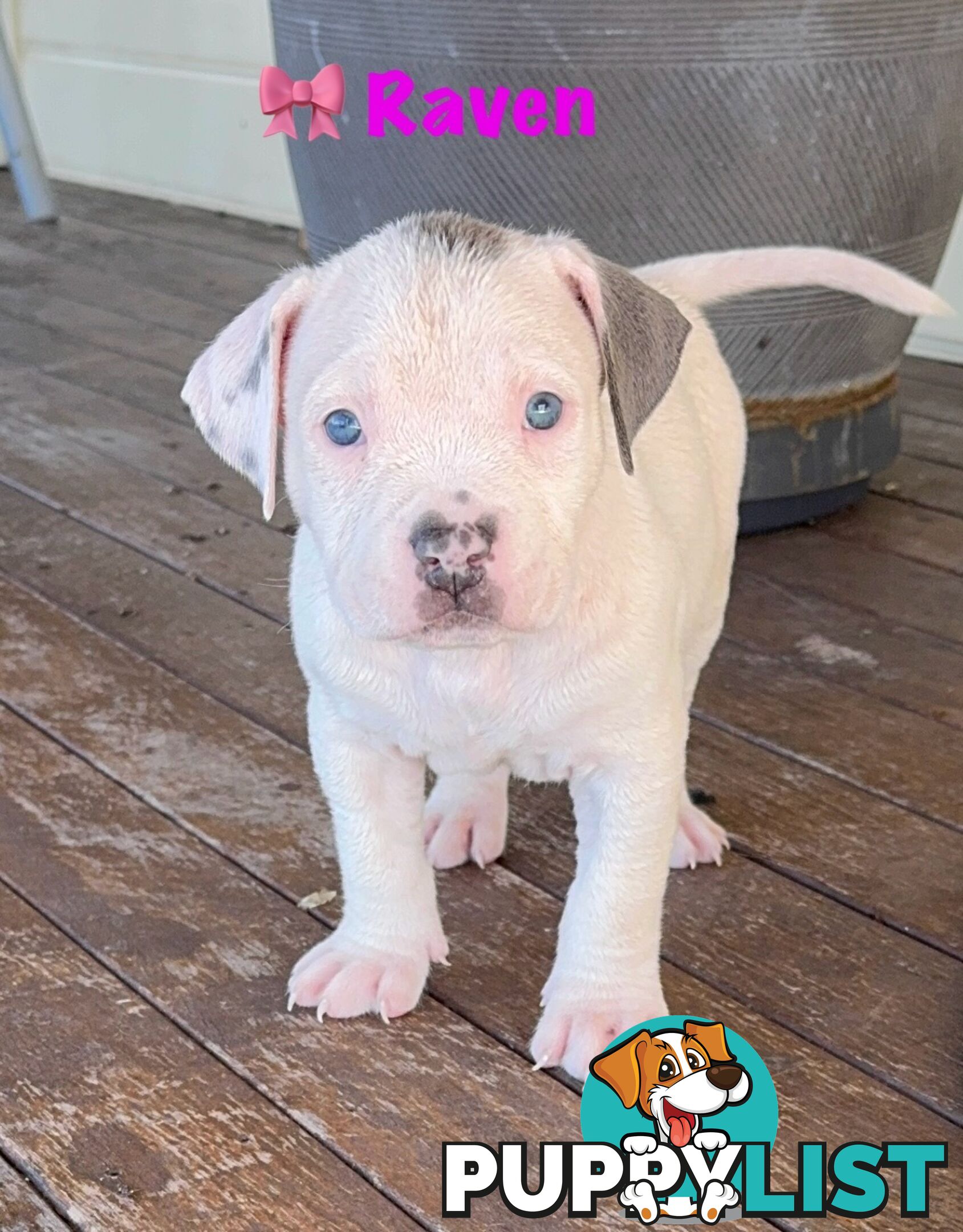 American XL Bully Puppies