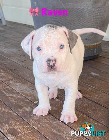 American XL Bully Puppies