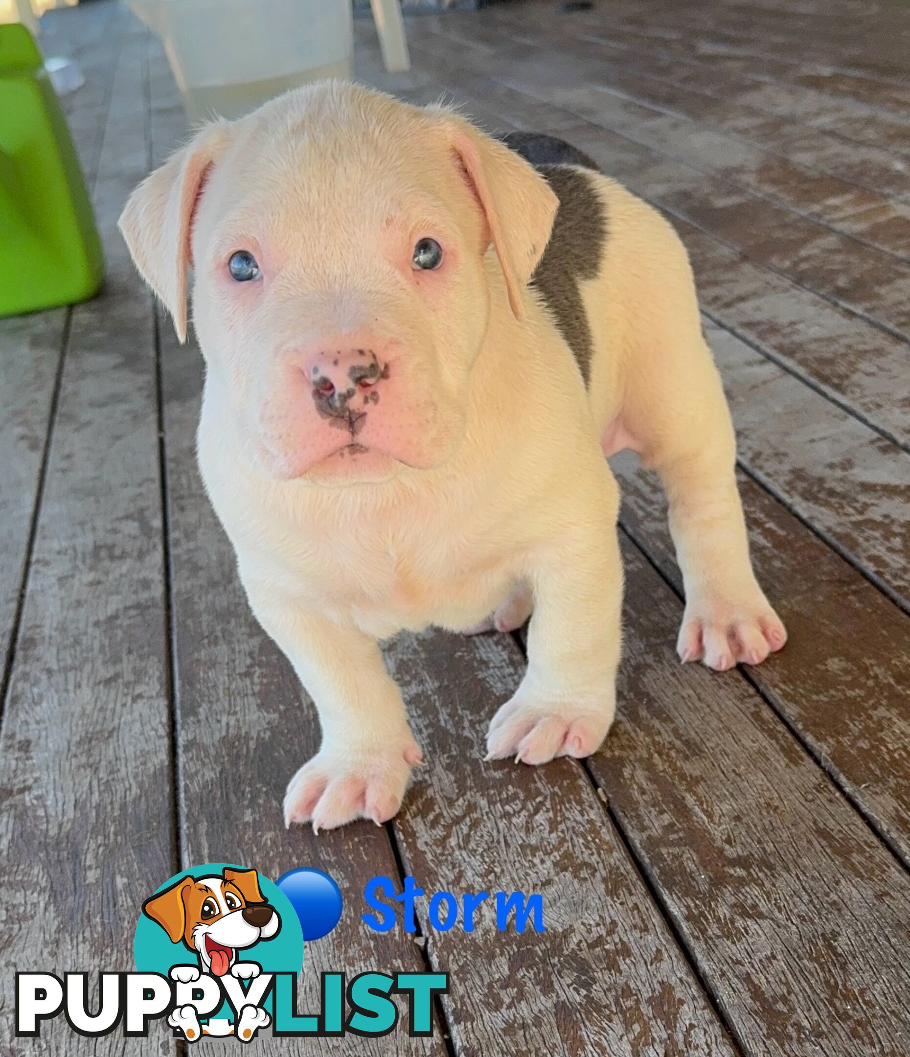 American XL Bully Puppies