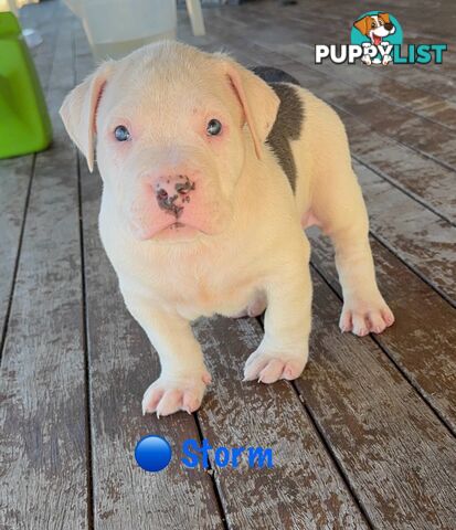 American XL Bully Puppies