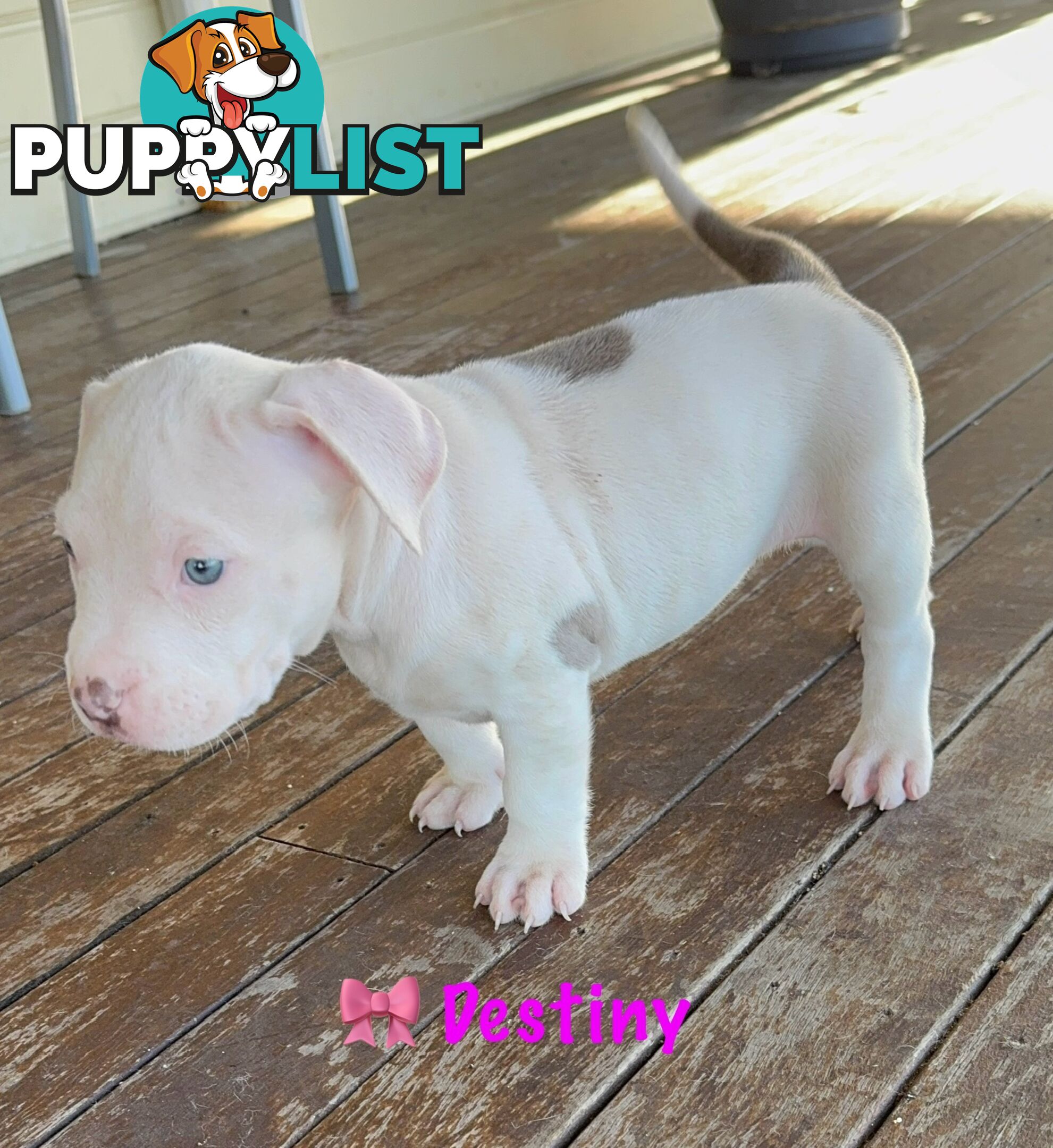 American XL Bully Puppies