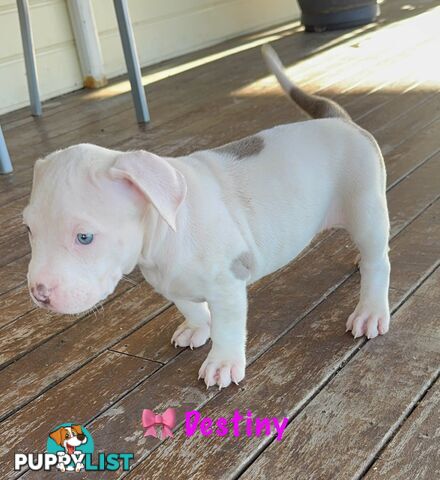 American XL Bully Puppies