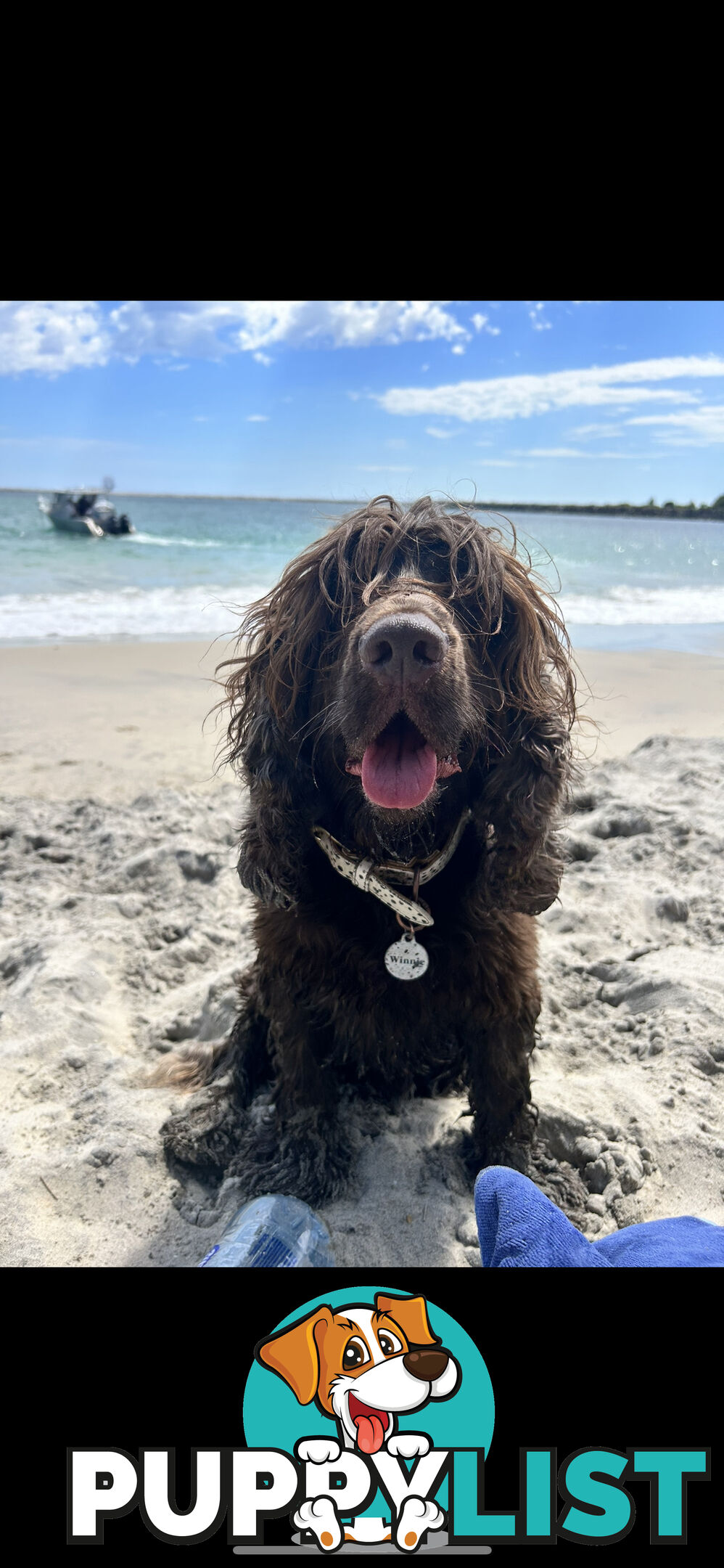 Proven English Cocker Spaniel Stud for Hire- DNA Clear