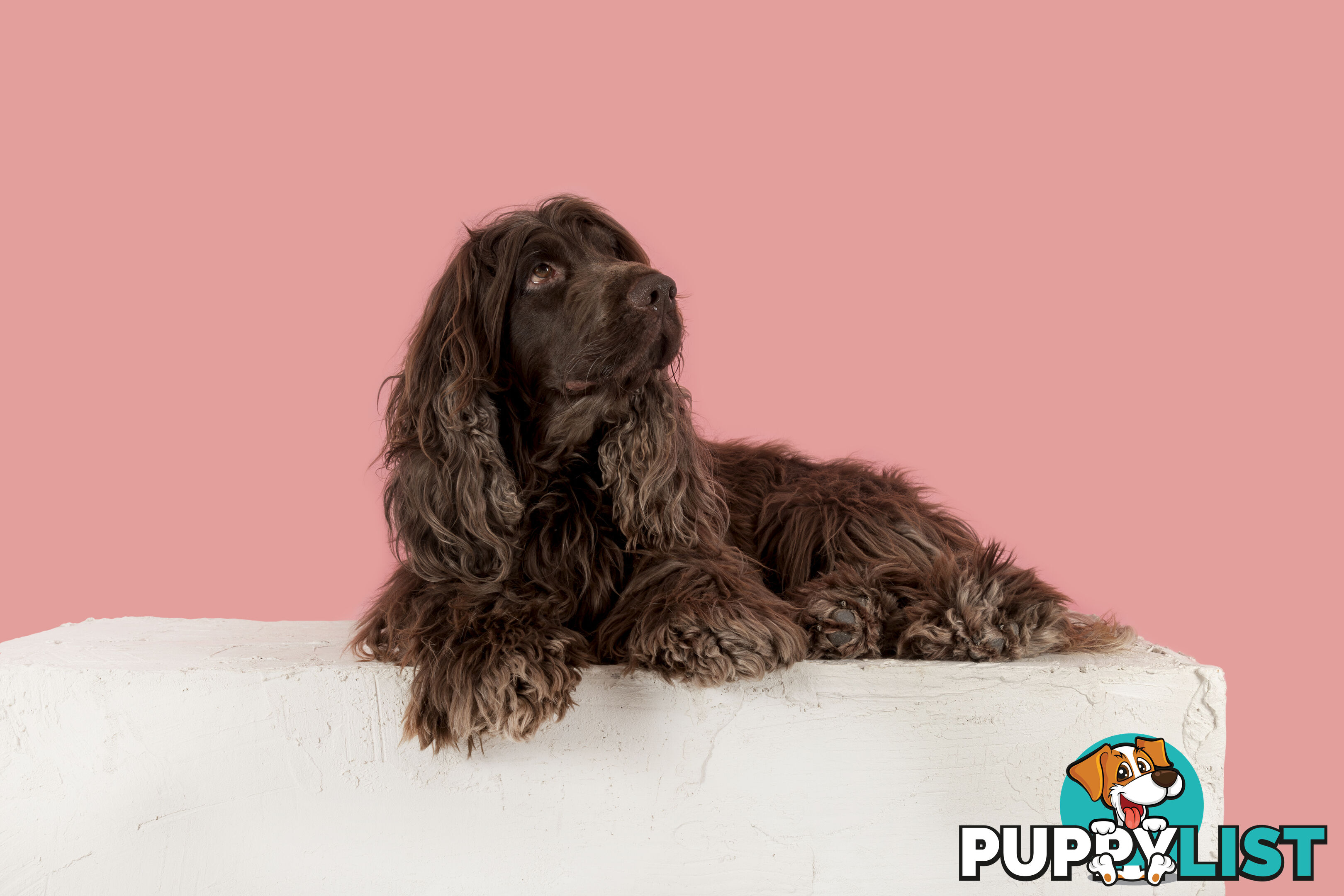 Proven English Cocker Spaniel Stud for Hire- DNA Clear