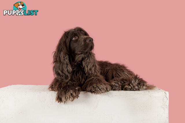 Proven English Cocker Spaniel Stud for Hire- DNA Clear