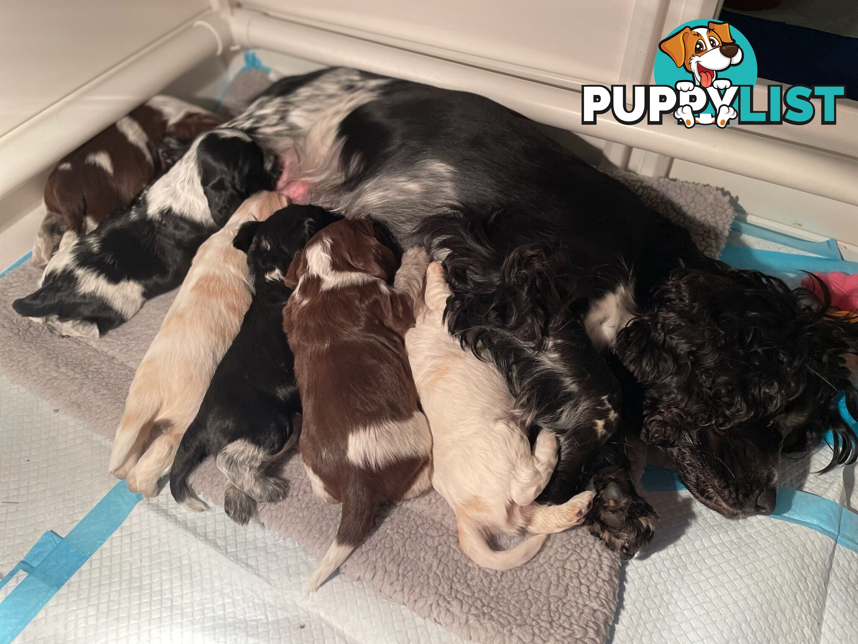 Proven English Cocker Spaniel Stud for Hire- DNA Clear