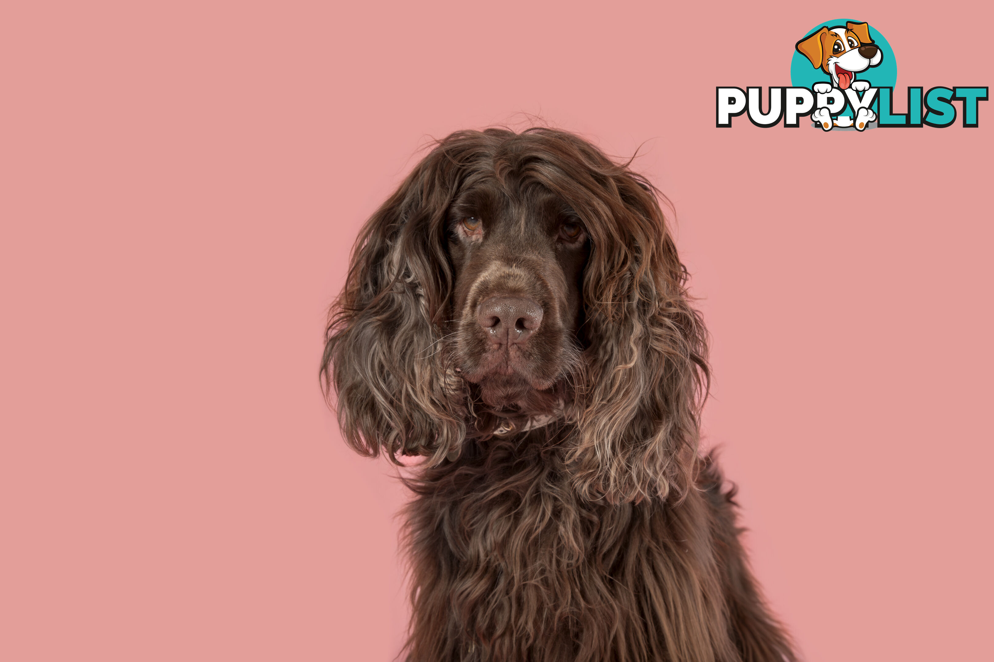 Proven English Cocker Spaniel Stud for Hire- DNA Clear