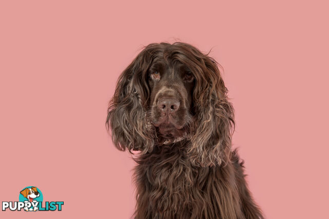 Proven English Cocker Spaniel Stud for Hire- DNA Clear