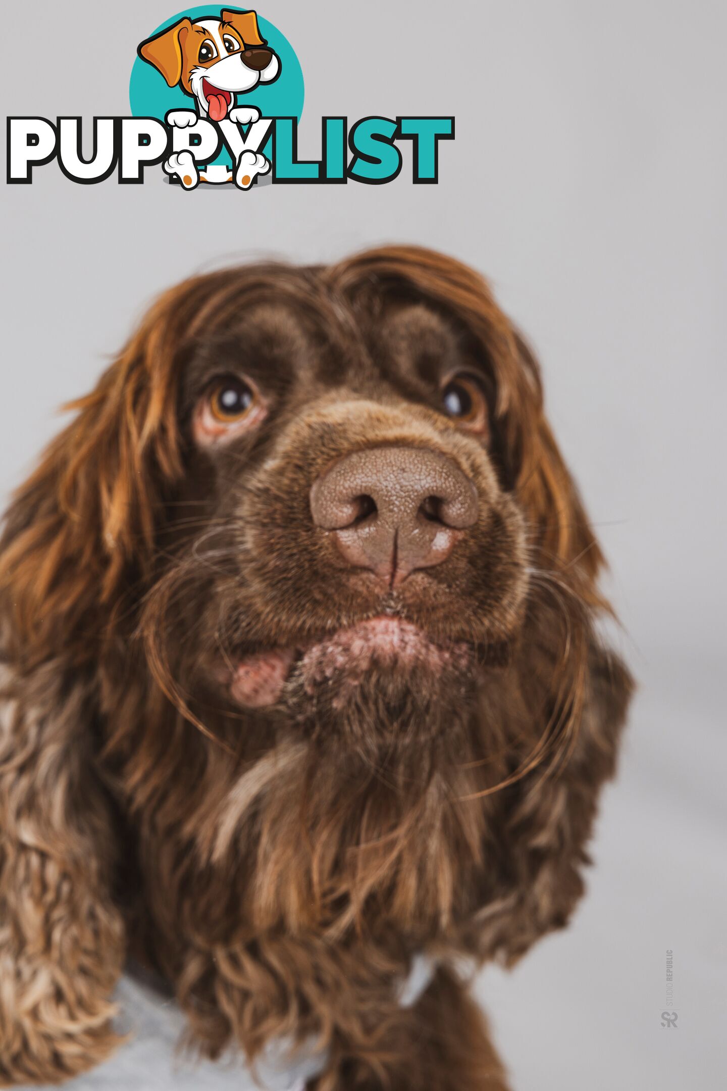 Proven English Cocker Spaniel Stud for Hire- DNA Clear