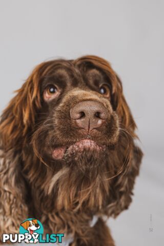 Proven English Cocker Spaniel Stud for Hire- DNA Clear