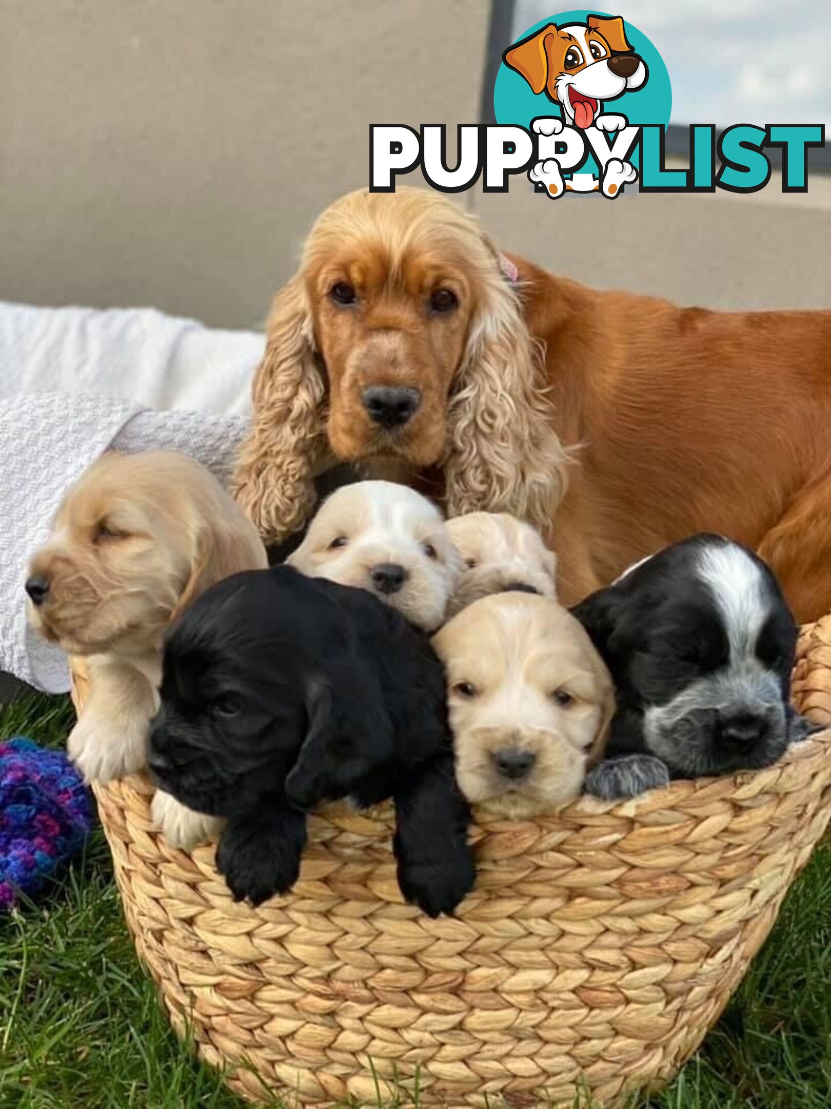 Proven English Cocker Spaniel Stud for Hire- DNA Clear