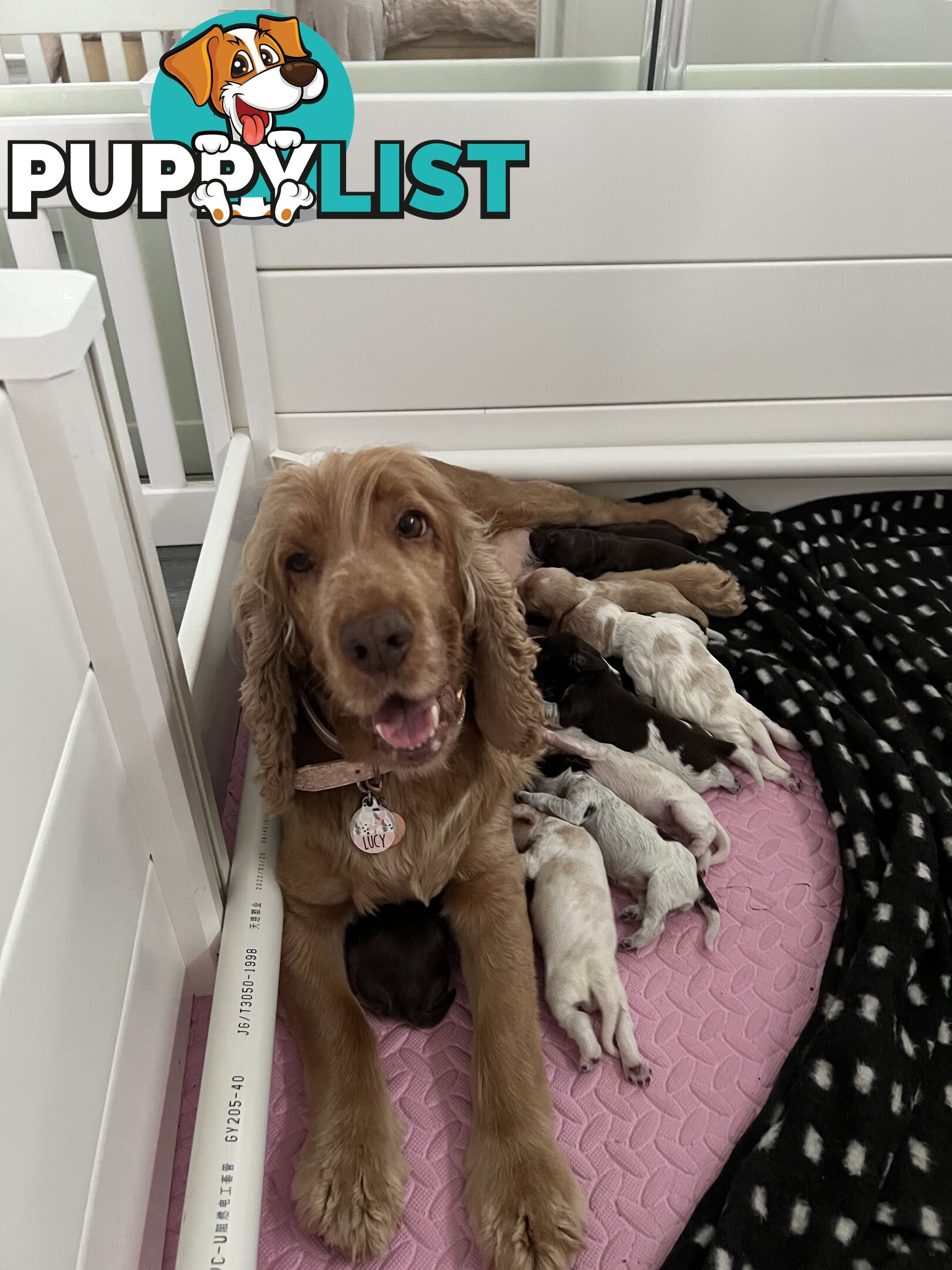 Proven English Cocker Spaniel Stud for Hire- DNA Clear