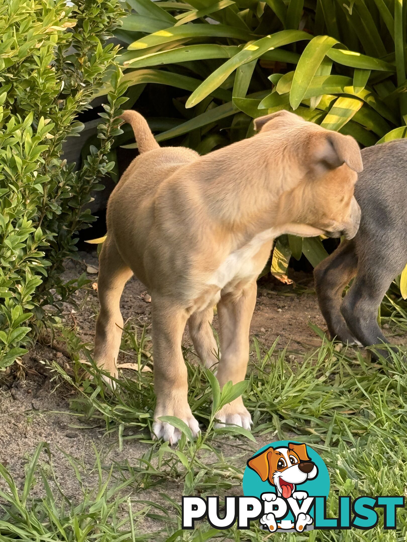 American Staffy x Kelpie Puppies