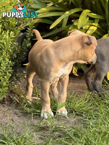 American Staffy x Kelpie Puppies