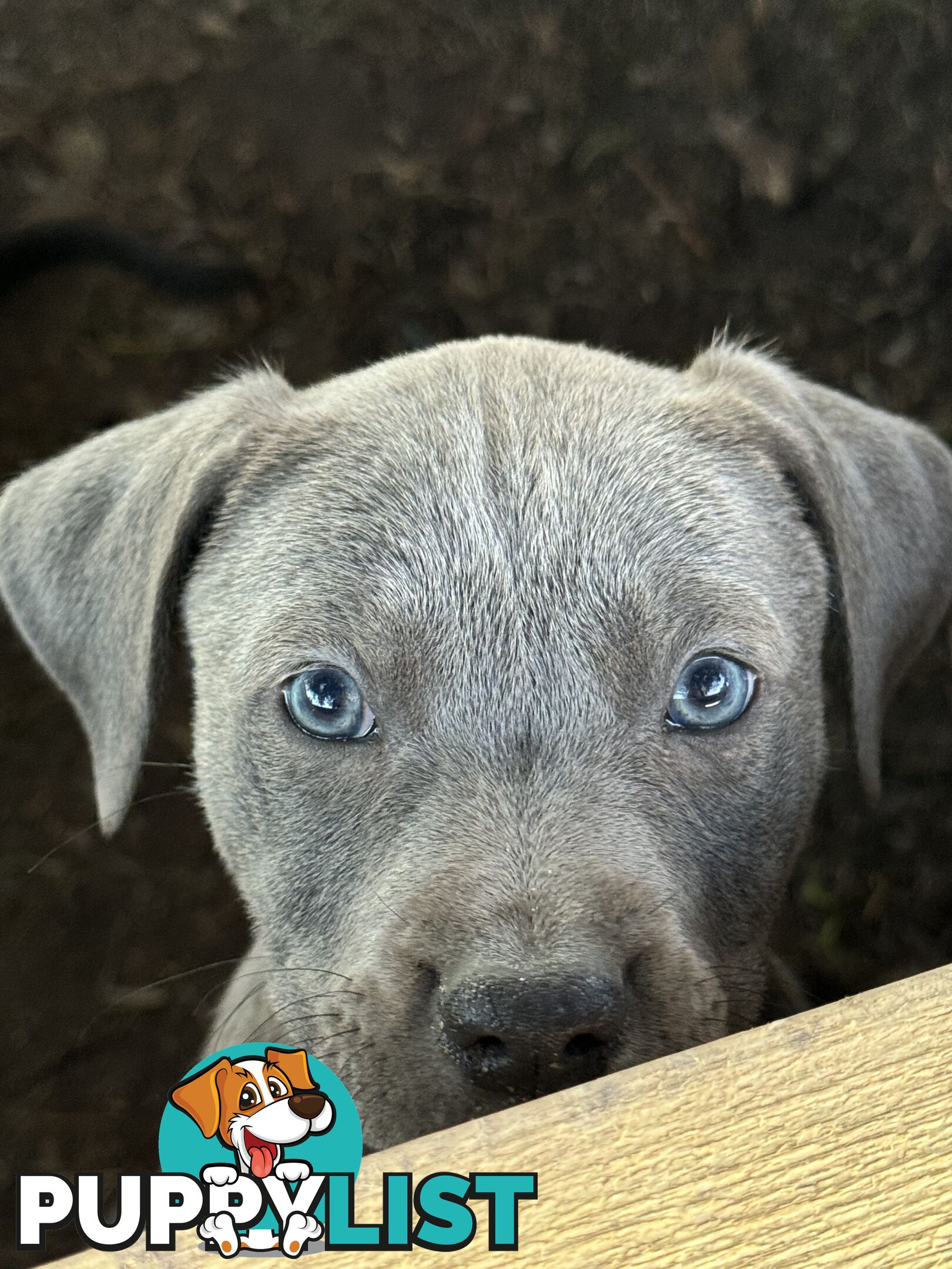 American Staffy x Kelpie Puppies