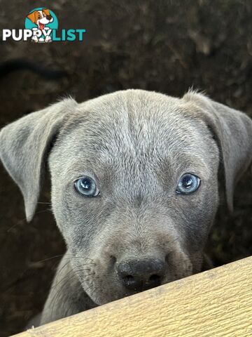 American Staffy x Kelpie Puppies