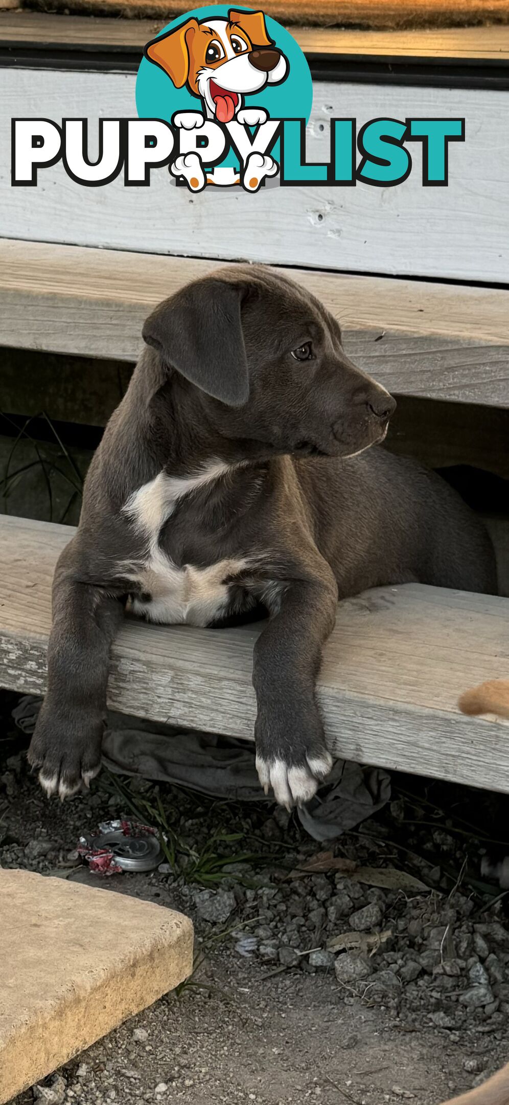 American Staffy x Kelpie Puppies